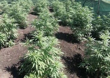 Bazakuxhamla abalimi bomya emaMpondweni