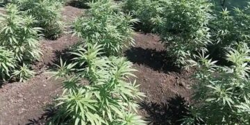 Bazakuxhamla abalimi bomya emaMpondweni