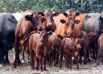 Kufunyenwe umhlambi wemfuyo yobusela kuQumbu