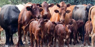 Kufunyenwe umhlambi wemfuyo yobusela kuQumbu