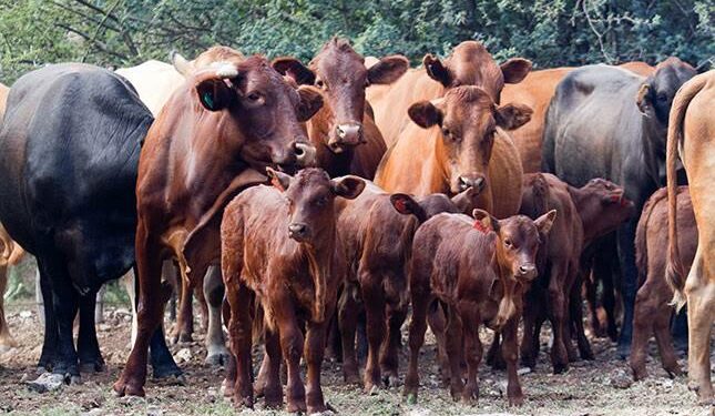 Kufunyenwe umhlambi wemfuyo yobusela kuQumbu