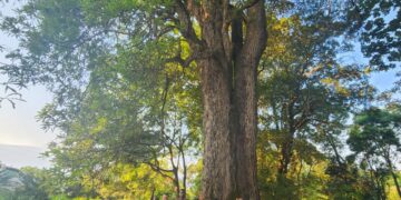 BATLHBAINE TRADITIONAL AUTHORITY LURES INVESTORS